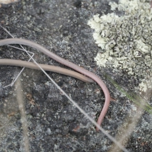 Aprasia parapulchella at Gundaroo, NSW - suppressed