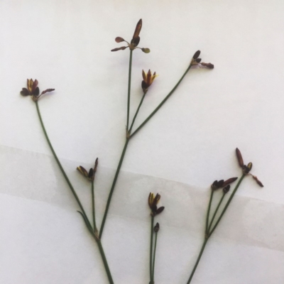 Tricoryne elatior (Yellow Rush Lily) at Hughes Garran Woodland - 24 Nov 2018 by ruthkerruish