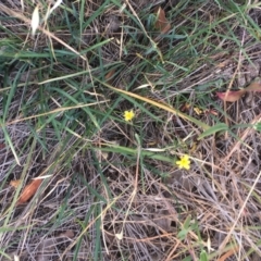 Tricoryne elatior at Garran, ACT - 24 Nov 2018 11:00 AM