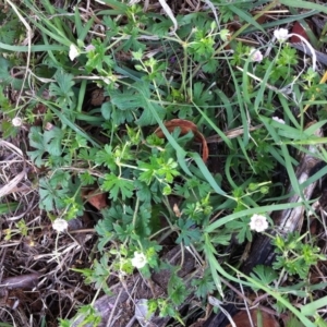 Geranium solanderi var. solanderi at Hughes, ACT - 25 Nov 2018