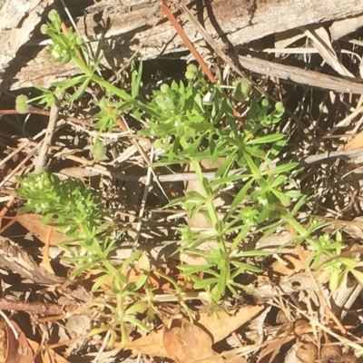 Galium aparine (Goosegrass, Cleavers) at Hughes Garran Woodland - 24 Nov 2018 by ruthkerruish