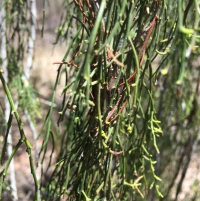 Exocarpos cupressiformis (Cherry Ballart) at Yarralumla, ACT - 25 Nov 2018 by KL