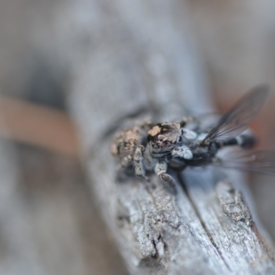 Euophryinae sp.(Undescribed) (subfamily) (A jumping spider) at Wamboin, NSW - 24 Nov 2018 by natureguy