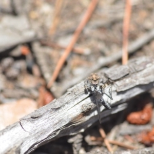 Euophryinae sp.(Undescribed) (subfamily) at Wamboin, NSW - 24 Nov 2018 03:08 PM