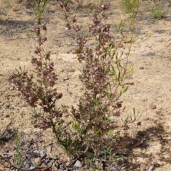 Dodonaea viscosa subsp. angustissima (Hop Bush) at Cotter Reservoir - 25 Nov 2018 by jeremyahagan