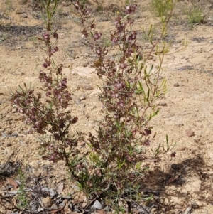 Dodonaea viscosa subsp. angustissima at Coree, ACT - 25 Nov 2018