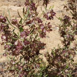 Dodonaea viscosa subsp. angustissima at Coree, ACT - 25 Nov 2018