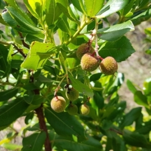 Arbutus unedo at Coree, ACT - 25 Nov 2018 03:24 PM