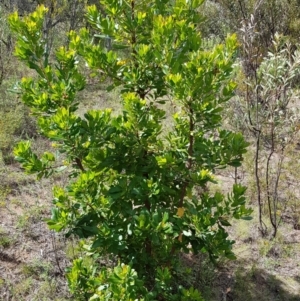 Arbutus unedo at Coree, ACT - 25 Nov 2018 03:24 PM