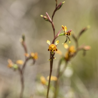 Diuris semilunulata (Late Leopard Orchid) at Cotter River, ACT - 25 Nov 2018 by GlenRyan