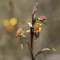 Diuris semilunulata at Cotter River, ACT - suppressed