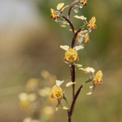 Diuris semilunulata at Cotter River, ACT - suppressed