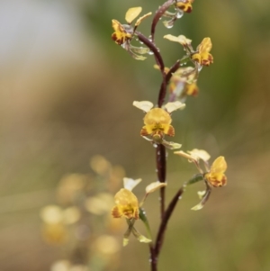 Diuris semilunulata at Cotter River, ACT - suppressed