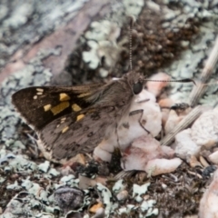 Trapezites phigalioides (Montane Ochre) at Paddys River, ACT - 25 Nov 2018 by SWishart