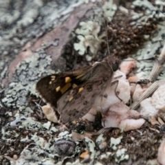 Trapezites phigalioides at Paddys River, ACT - 25 Nov 2018