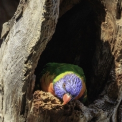 Trichoglossus moluccanus (Rainbow Lorikeet) at Hughes, ACT - 24 Nov 2018 by BIrdsinCanberra