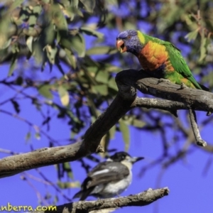 Trichoglossus moluccanus at Hughes, ACT - 24 Nov 2018 07:07 AM