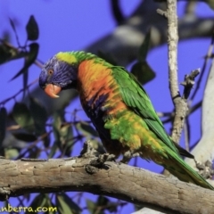 Trichoglossus moluccanus at Hughes, ACT - 24 Nov 2018 07:07 AM