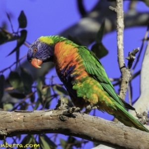 Trichoglossus moluccanus at Hughes, ACT - 24 Nov 2018 07:07 AM