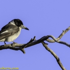 Cracticus torquatus (Grey Butcherbird) at Red Hill to Yarralumla Creek - 23 Nov 2018 by BIrdsinCanberra