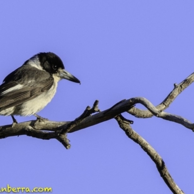 Cracticus torquatus (Grey Butcherbird) at Hughes Grassy Woodland - 23 Nov 2018 by BIrdsinCanberra