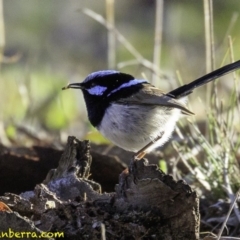 Malurus cyaneus (Superb Fairywren) at Deakin, ACT - 24 Nov 2018 by BIrdsinCanberra