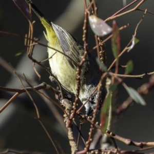 Acanthiza chrysorrhoa at Deakin, ACT - 24 Nov 2018