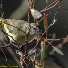 Acanthiza chrysorrhoa at Deakin, ACT - 24 Nov 2018