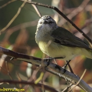 Acanthiza chrysorrhoa at Deakin, ACT - 24 Nov 2018