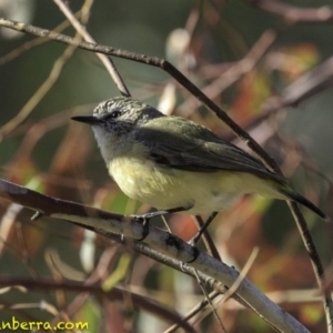 Acanthiza chrysorrhoa at Deakin, ACT - 24 Nov 2018