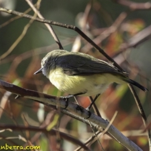 Acanthiza chrysorrhoa at Deakin, ACT - 24 Nov 2018