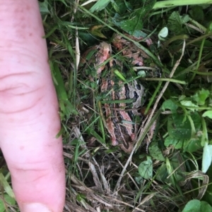 Limnodynastes peronii at Sanctuary Point, NSW - 25 Nov 2018