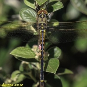 Hemicordulia tau at Hughes, ACT - 24 Nov 2018 08:51 AM