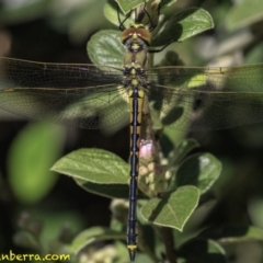 Hemicordulia tau at Hughes, ACT - 24 Nov 2018 08:51 AM