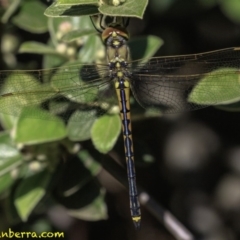 Hemicordulia tau at Hughes, ACT - 24 Nov 2018 08:51 AM