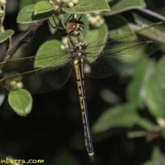 Hemicordulia tau at Hughes, ACT - 24 Nov 2018 08:51 AM