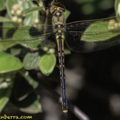 Hemicordulia tau at Hughes, ACT - 24 Nov 2018 08:51 AM