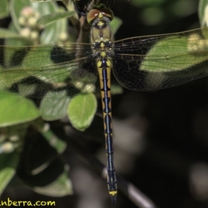 Hemicordulia tau at Hughes, ACT - 24 Nov 2018 08:51 AM