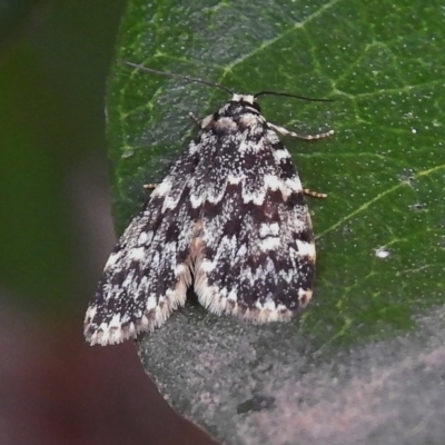 Halone coryphoea (Eastern Halone moth) at Wanniassa, ACT - 25 Nov 2018 by JohnBundock