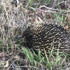 Tachyglossus aculeatus (Short-beaked Echidna) at Weetangera, ACT - 25 Nov 2018 by annamacdonald