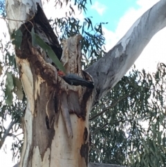 Callocephalon fimbriatum (Gang-gang Cockatoo) at Red Hill to Yarralumla Creek - 25 Nov 2018 by KL