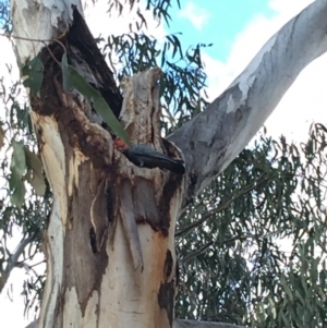 Callocephalon fimbriatum at Hughes, ACT - suppressed