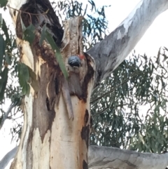 Callocephalon fimbriatum at Hughes, ACT - 25 Nov 2018