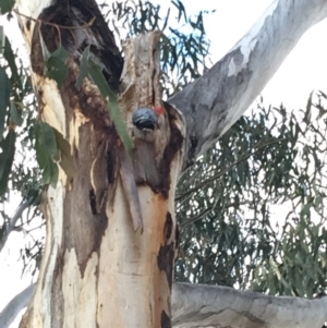 Callocephalon fimbriatum at Hughes, ACT - 25 Nov 2018