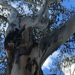 Callocephalon fimbriatum at Hughes, ACT - suppressed