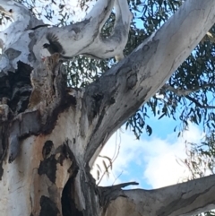 Callocephalon fimbriatum at Hughes, ACT - suppressed