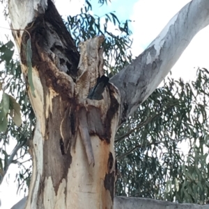 Callocephalon fimbriatum at Hughes, ACT - 25 Nov 2018