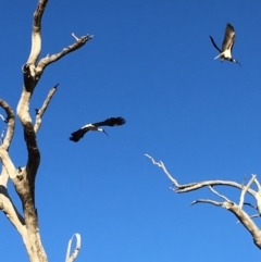 Threskiornis spinicollis (Straw-necked Ibis) at Red Hill Nature Reserve - 25 Nov 2018 by KL