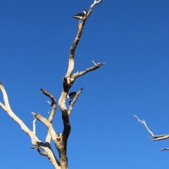 Threskiornis spinicollis at Hughes, ACT - 25 Nov 2018