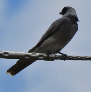 Coracina novaehollandiae at Aranda, ACT - 24 Nov 2018 01:49 PM